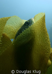 Snug Fish. A gopher rockfish hides while wrapped in a lea... by Douglas Klug 